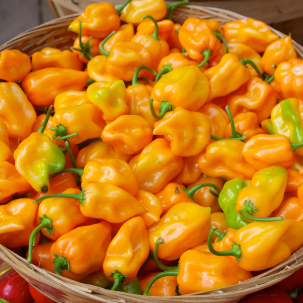 Chile Habanero Coba
