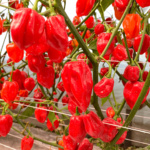 Chile Habanero Izamal
