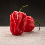 Chile Habanero Izamal - Image 2