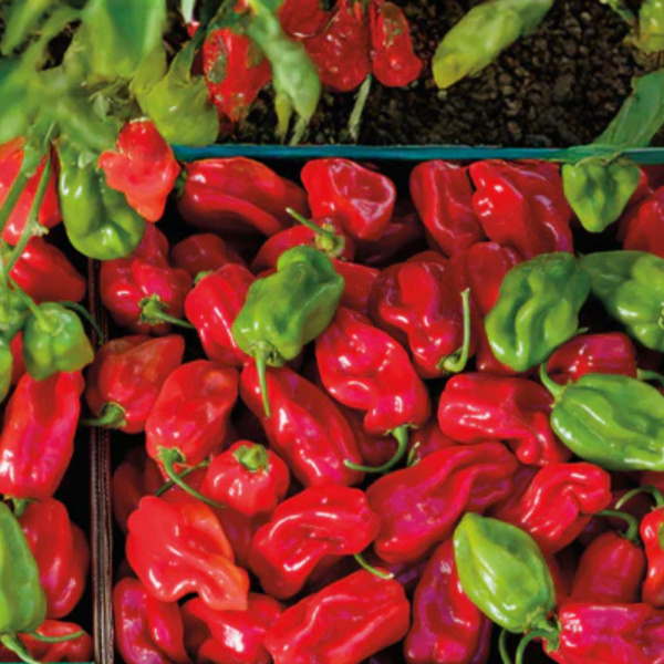 Chile Habanero Máximo