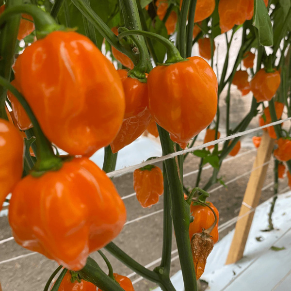 Chile Habanero Naranja