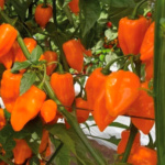 Chile Habanero Naranja KS-1623-61