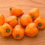 Chile Habanero Naranja KS-1623-61 - Image 2