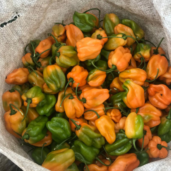 Chile Habanero Naranja Prime