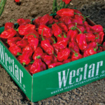 Chile Habanero Rojo Vesuvio