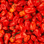 Chile Habanero Rojo Vesuvio - Image 2