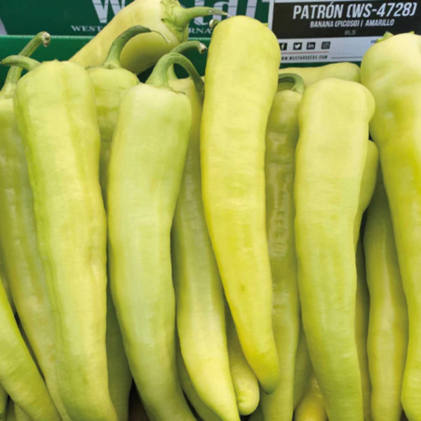 Chile Hot Banana Patron WS-4728