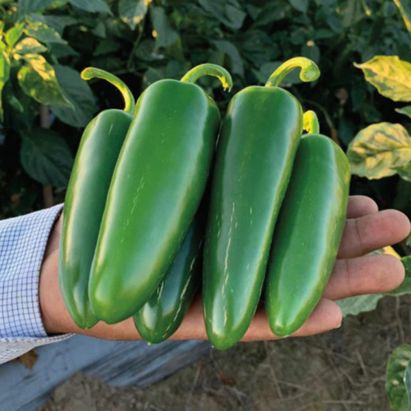 Chile Jalapeño Tizoc
