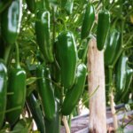 Chile Jalapeño Tlapaneco - Image 2
