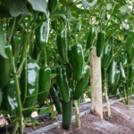 Chile Jalapeño Tlapaneco - Image 3