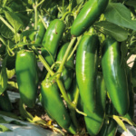 Chile Jalapeño Tlapaneco - Image 4