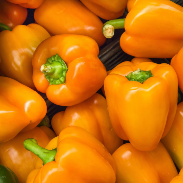 Chile Pimiento Orangela