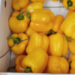 Chile Pimiento Stephania - Image 2