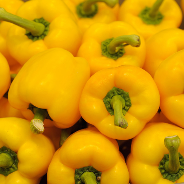 Chile Pimiento Stephania