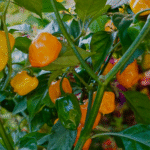 Chile habanero Naranja MSC-1085 - Image 2