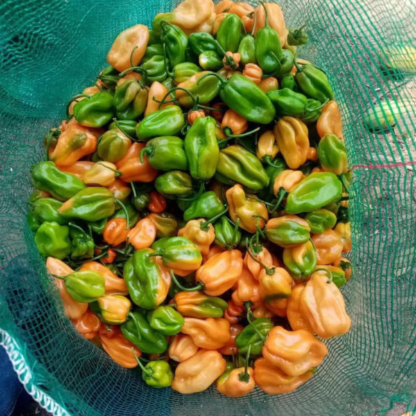 Chile habanero Naranja MSC-1085