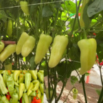 Chile Mega Caloro
