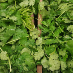 Cilantro Lider