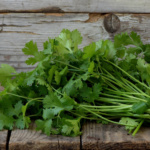 Cilantro Long Standing