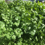 Cilantro Long Standing - Image 2