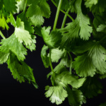 Cilantro Marruecos