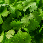 Cilantro Marruecos - Image 2
