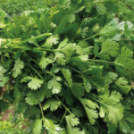 Cilantro Marruecos Entero