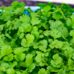 Cilantro Pakistan