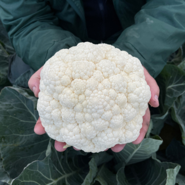 Coliflor Almagro