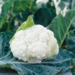 Coliflor Clarify