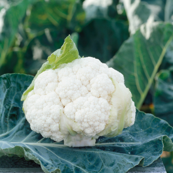 Coliflor Clarify
