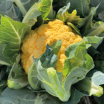 Coliflor Flame Star - Image 2