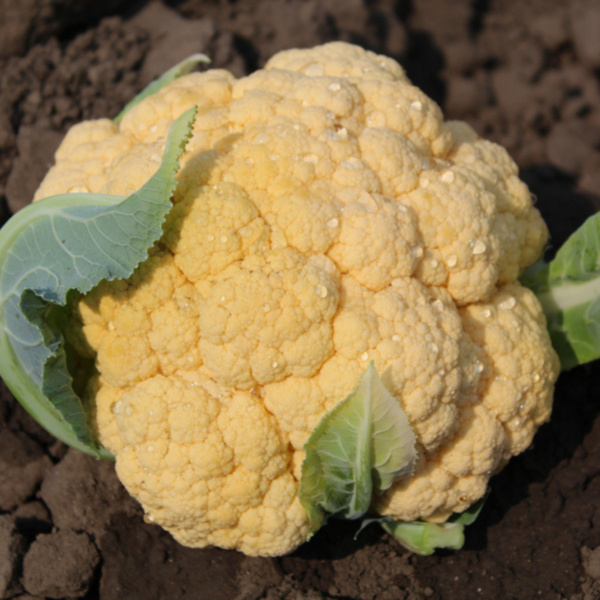 Coliflor Flame Star