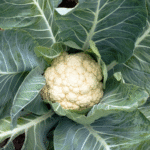 Coliflor Palomo F1 - Image 2
