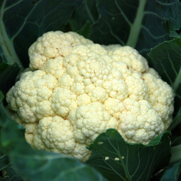 Coliflor Palomo F1