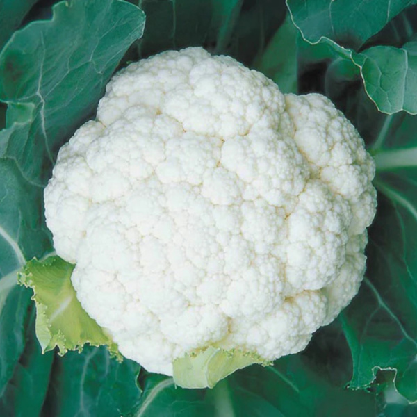 Coliflor Shasta