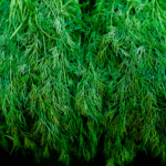Eneldo Bouquet - Image 2