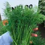 Eneldo Bouquet