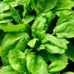 Espinaca Viroflay - Image 2