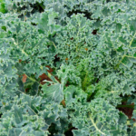 Col Rizada Blue - Image 2