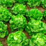 Lechuga Actina - Image 2