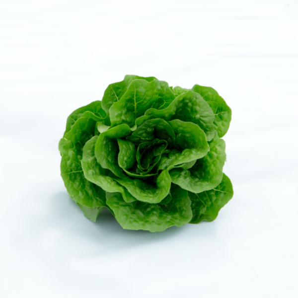 Lechuga Actina