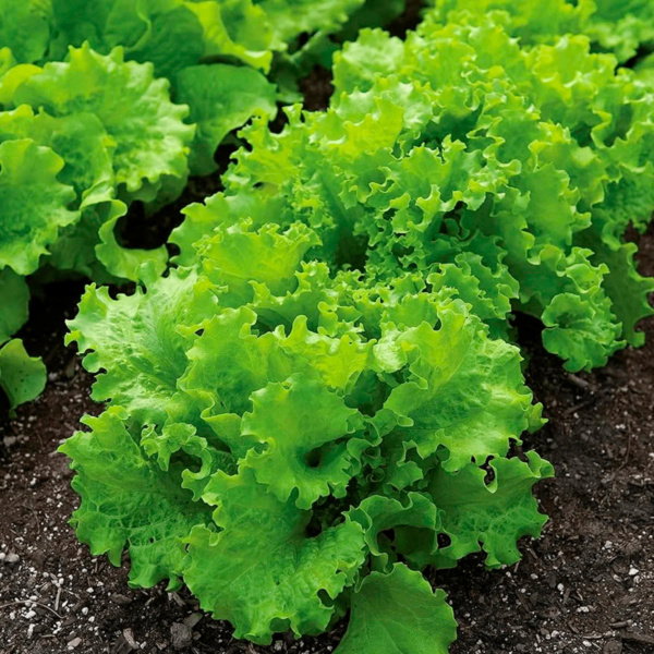 Lechuga Black Simpson