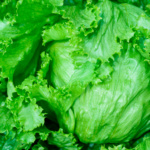 Lechuga Black Simpson - Image 2