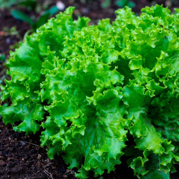 Lechuga Broadleaf Escarola