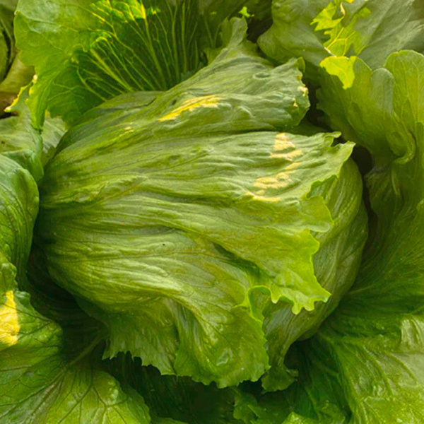 Lechuga Ice Agata