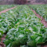 Lechuga Montemar MT