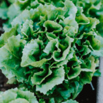 Lechuga Montemar MT - Image 2