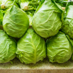 Lechuga Puebla MT
