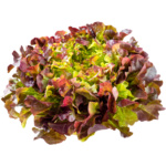Lechuga Red Bowl Salad